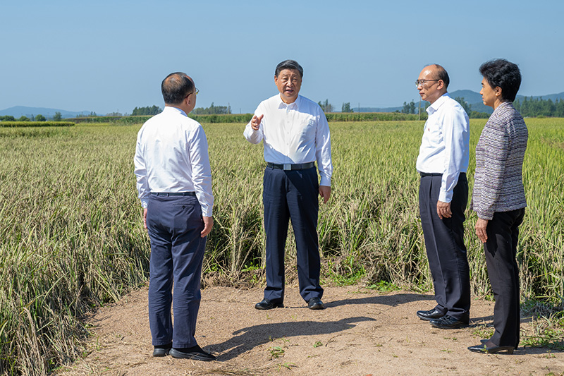 9月6日至8日，中共中央總書記、國家主席、中央軍委主席習(xí)近平在黑龍江考察。這是7日上午，習(xí)近平在遭受洪澇災(zāi)害的哈爾濱尚志市老街基鄉(xiāng)龍王廟村，察看水稻受災(zāi)情況。